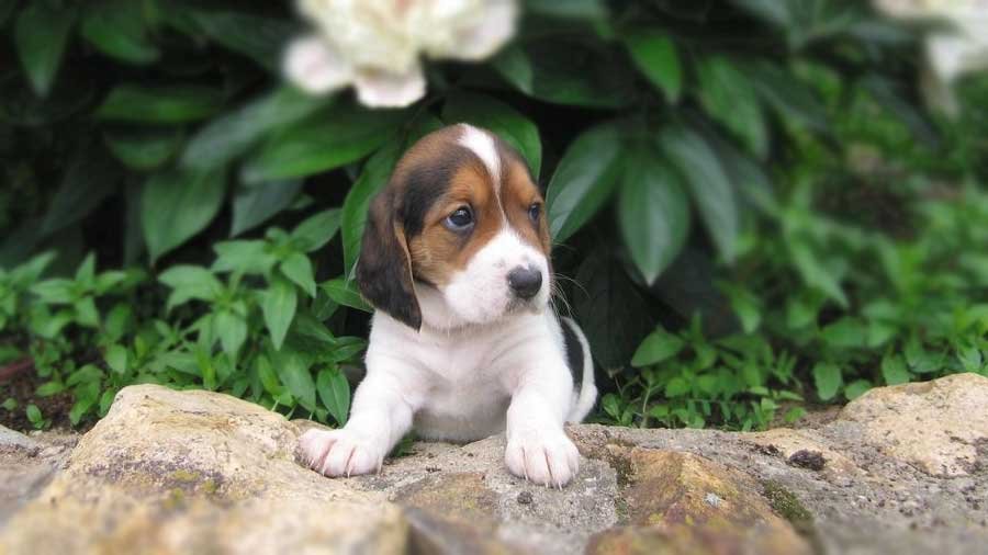 Beagle Harrier Puppy Pictures